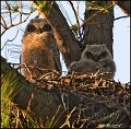 _0SB6433-1 great-horned owlets